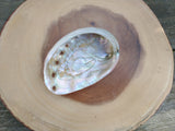 Abalone Small Shell