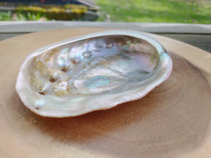 Abalone Small Shell