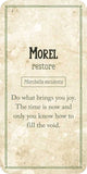 Mushroom Affirmations by Nicola McIntosh