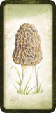 Mushroom Affirmations by Nicola McIntosh