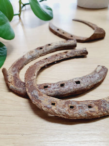 Genuine Horse Shoes